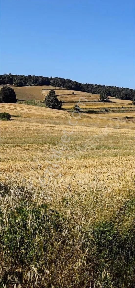 Kv Gayrimenkul'den Adapazarı Örentepe'de 1182 M² Satılık Tarla - Görsel 6