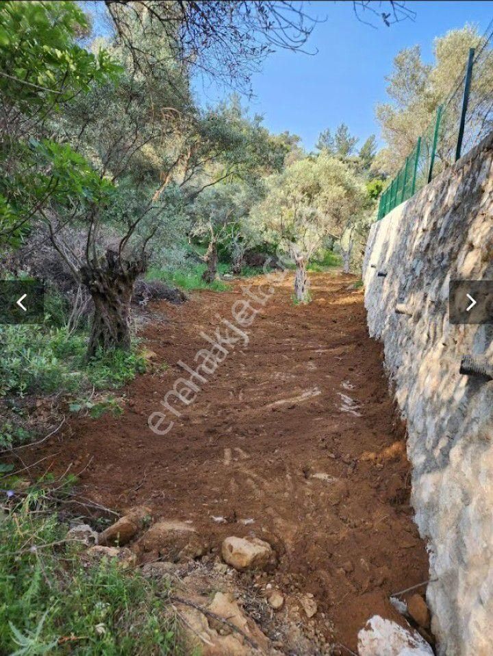 Sahibinden İzmir Dirmil Zeytinlik