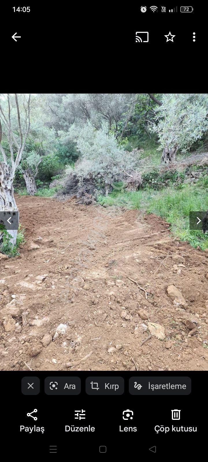 Sahibinden İzmir Dirmil Zeytinlik - Görsel 3
