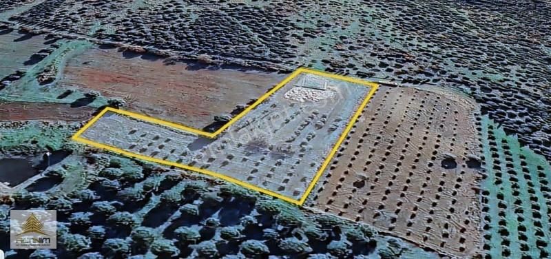 Zeytindağ'da 5250 M2 Satılık Zeytinlik - Görsel 4