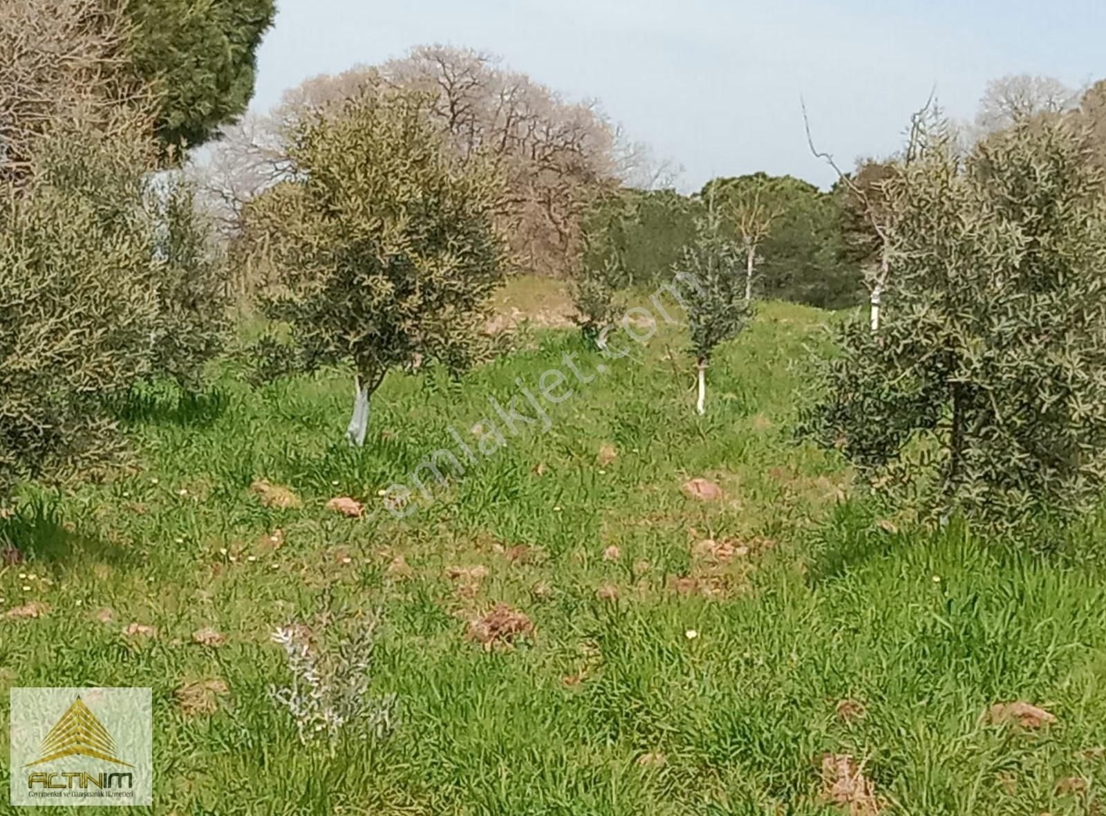 Zeytindağ'da 5250 M2 Satılık Zeytinlik - Görsel 6