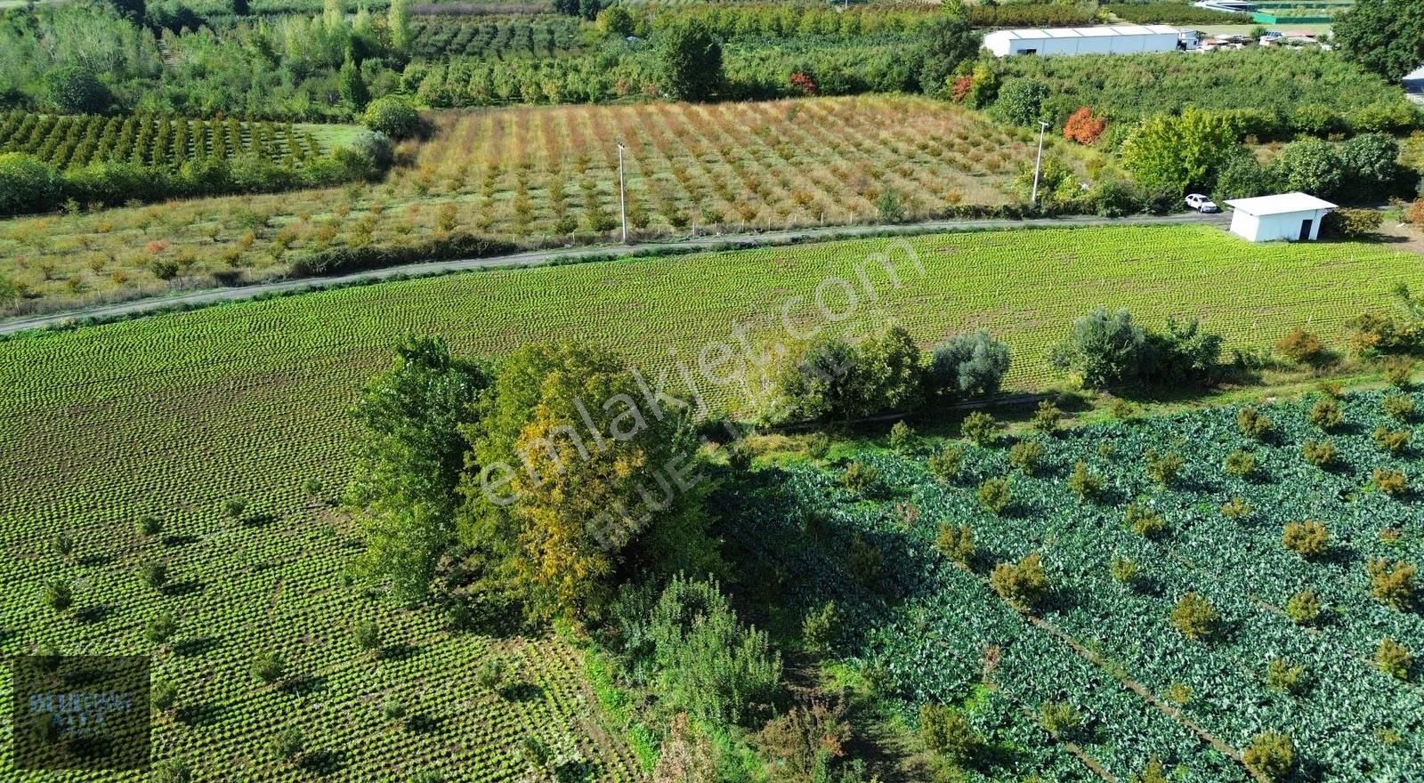 Bursa Osmangazi İsmetiye Asfalt Yola Cephe Satılık Arazi - Görsel 25