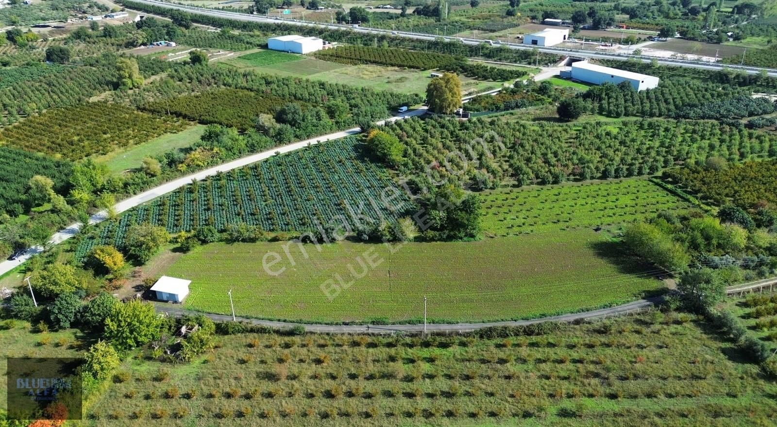 Bursa Osmangazi İsmetiye Asfalt Yola Cephe Satılık Arazi - Görsel 8