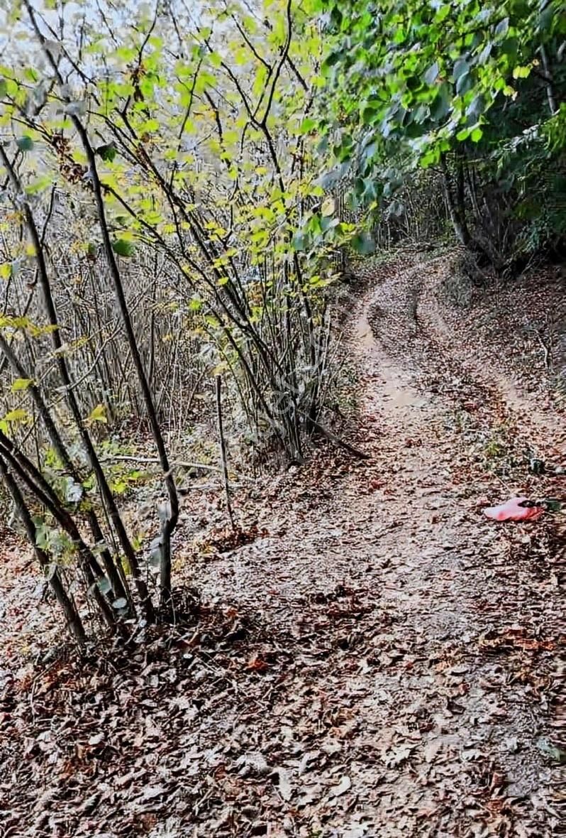 Kocaeli Kandıra Satılık Fındık Bahçesi - Görsel 3