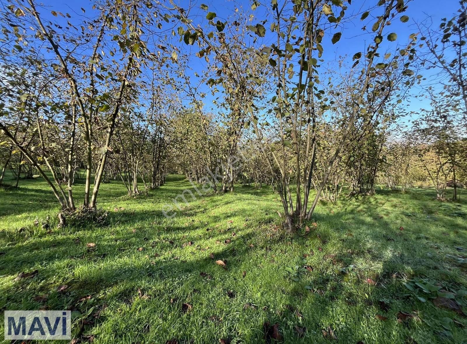 Remax Mavi Den 5842 M² Çift Yol Cepheli İmar Sınırında F.bahçesi - Görsel 9