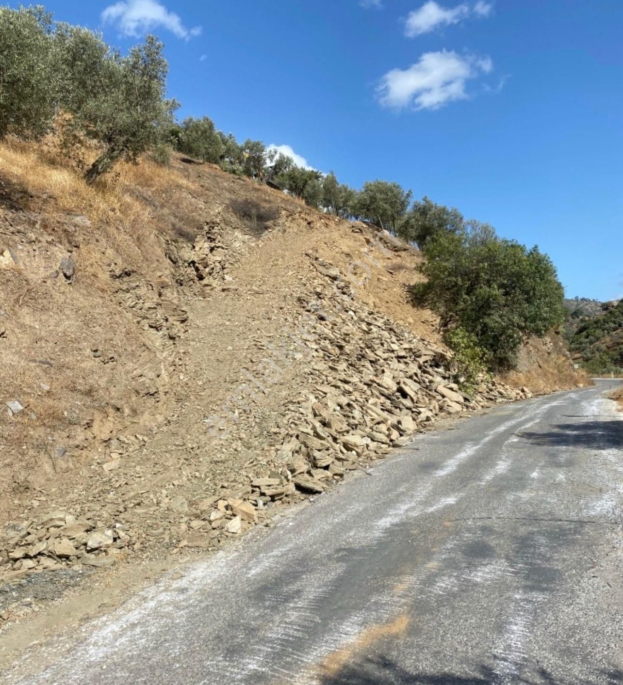 Bayındır'da Bakımlı Zeytinlik - Görsel 2