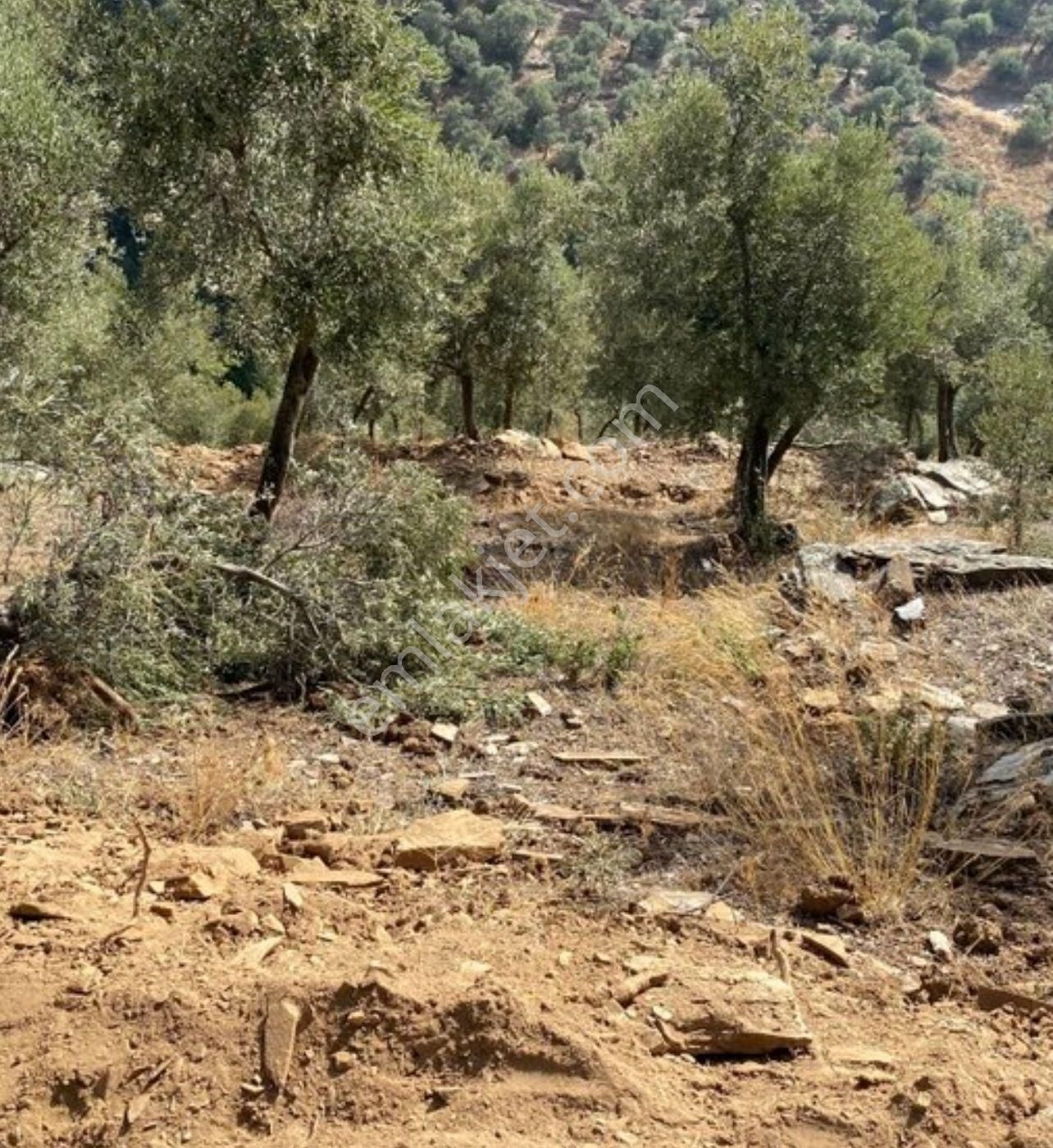 Bayındır'da Bakımlı Zeytinlik - Görsel 5