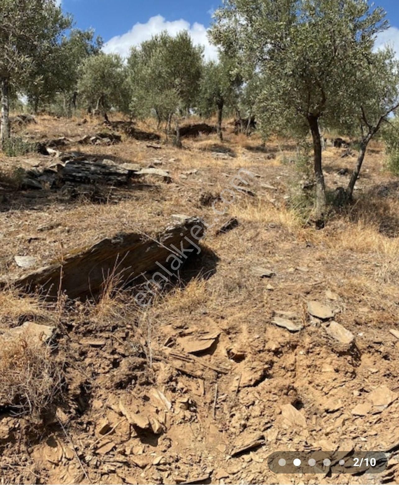 Bayındır'da Bakımlı Zeytinlik - Görsel 7