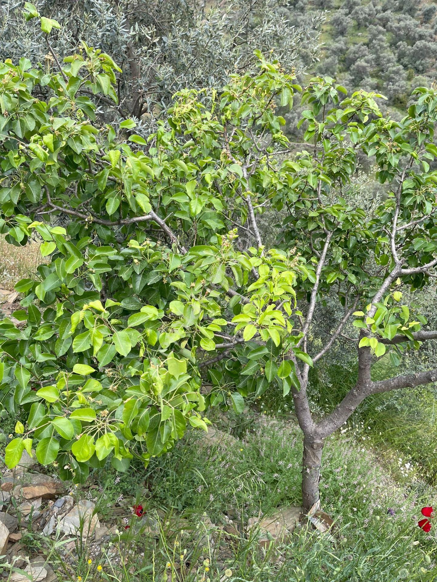 Bayındır'da Bakımlı Zeytinlik - Görsel 10