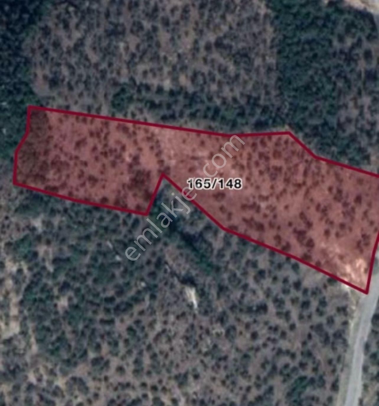 Bayındır'da Bakımlı Zeytinlik