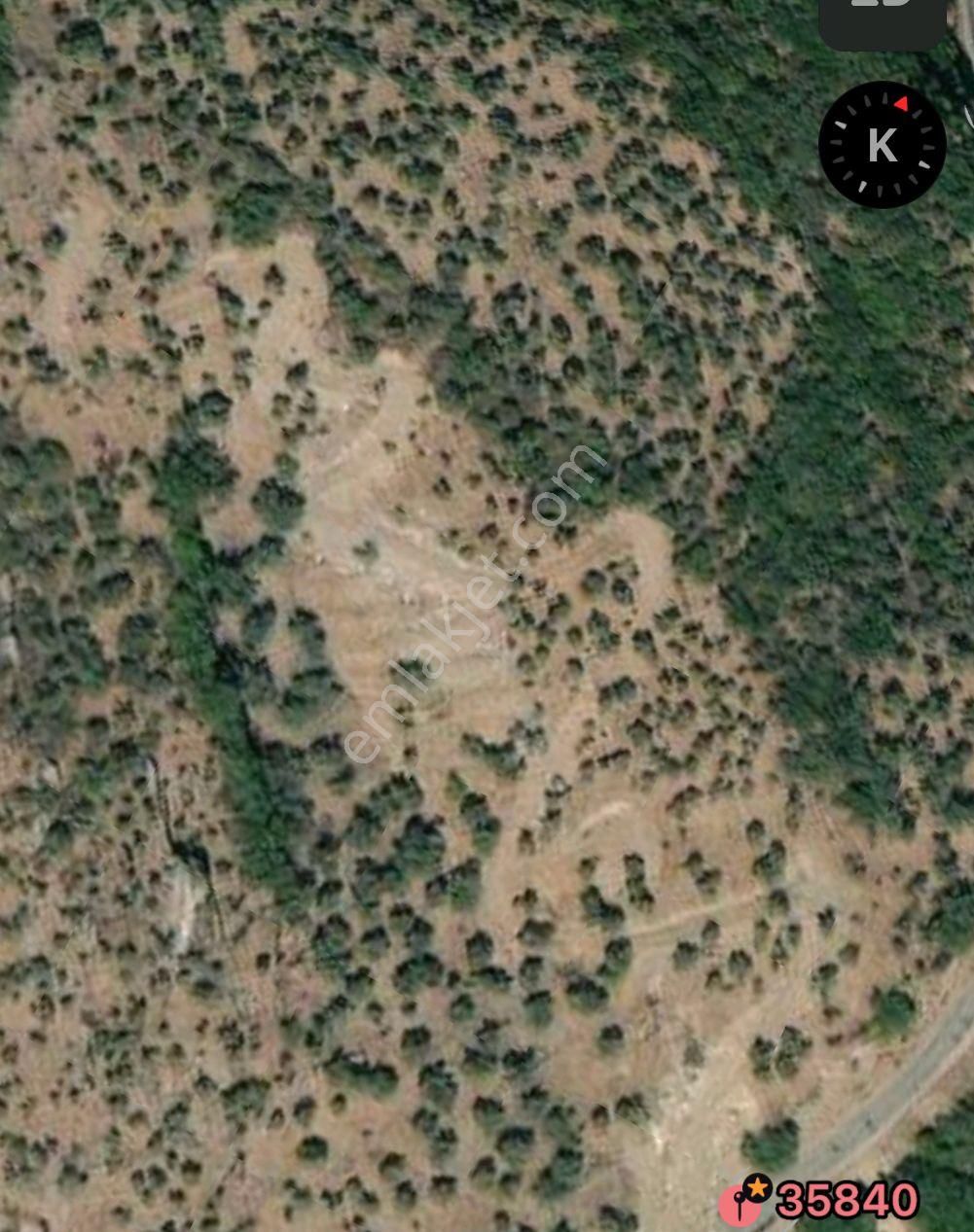 Bayındır'da Bakımlı Zeytinlik - Görsel 9