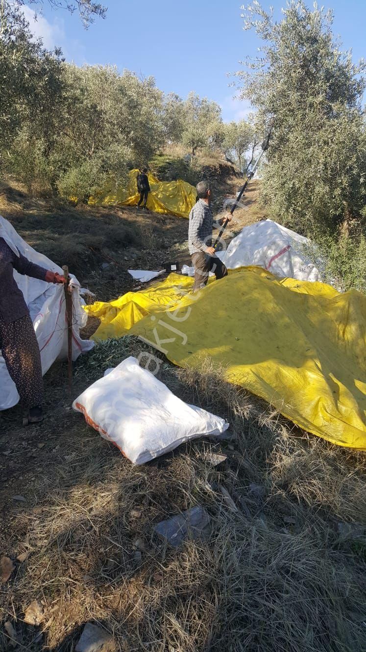 Bayındır'da Bakımlı Zeytinlik - Görsel 19