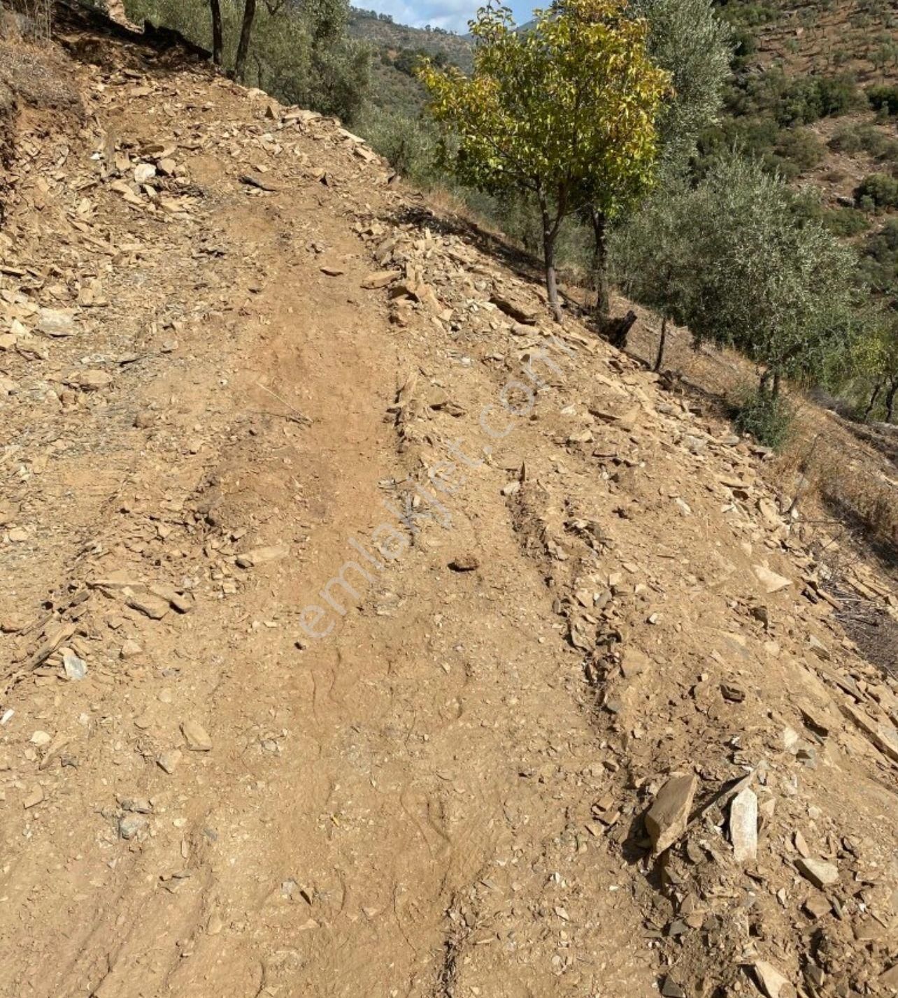 Bayındır'da Bakımlı Zeytinlik - Görsel 3