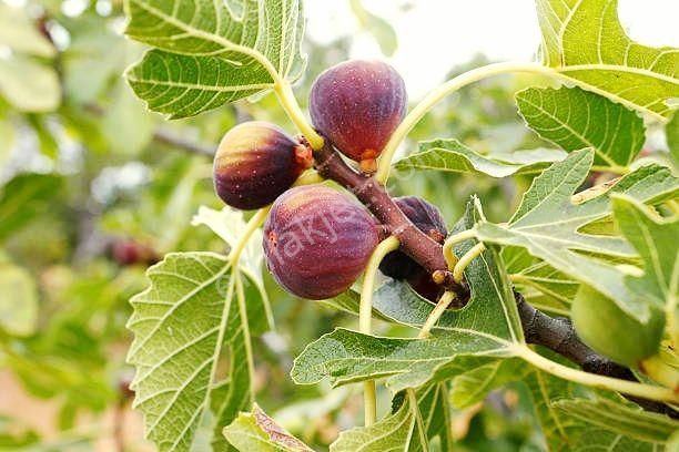 Aydın Germencik Hıdırbeyli Cadde Üzerinde 14.417 M2 İncir Bahçesi. Açıklamayı Okuyarak Arayınız.