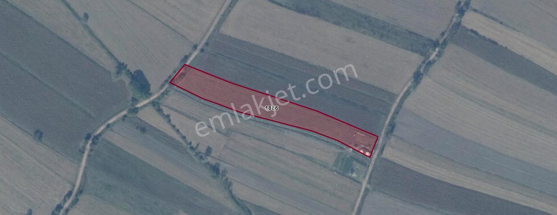 Sögütlü'de Satılık 5 Yaşında Aronya Bahçesi - Görsel 5