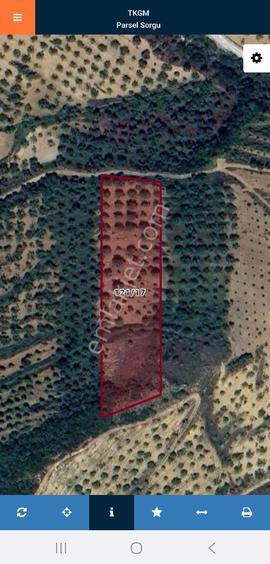 Aydın Germencik Selatin'de 5.999 M2 Uygun Zeytin Ve İncir Bahçesi. Açıklamayı Okuyarak Arayınız. - Görsel 4