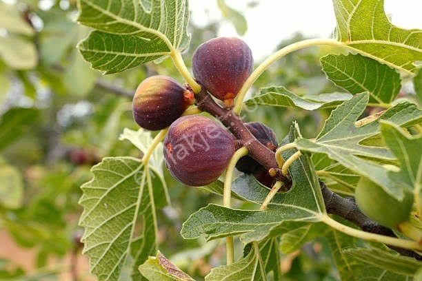 Aydın Germencik Selatin'de 5.999 M2 Uygun Zeytin Ve İncir Bahçesi. Açıklamayı Okuyarak Arayınız. - Görsel 2