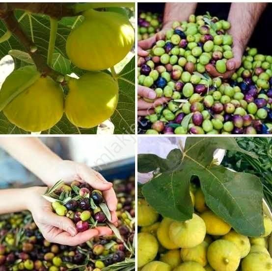 Aydın Germencik Selatin'de 5.999 M2 Uygun Zeytin Ve İncir Bahçesi. Açıklamayı Okuyarak Arayınız.