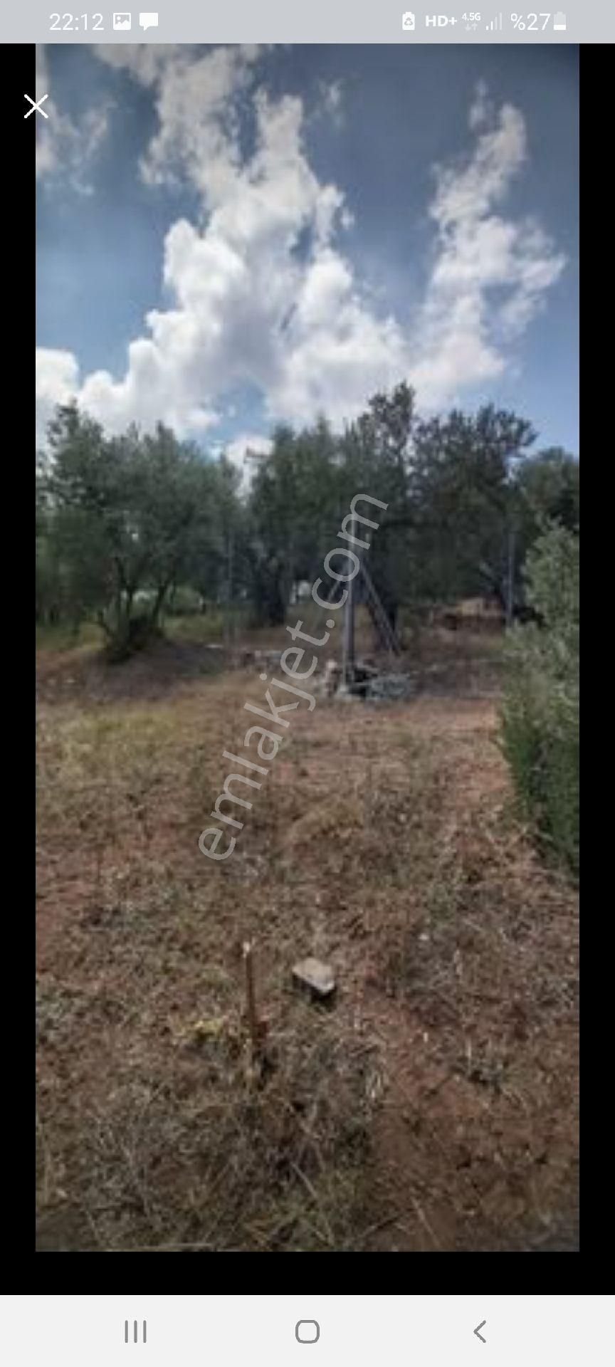 Mudanya Derekoy De Küçük Zeytinlik - Görsel 8