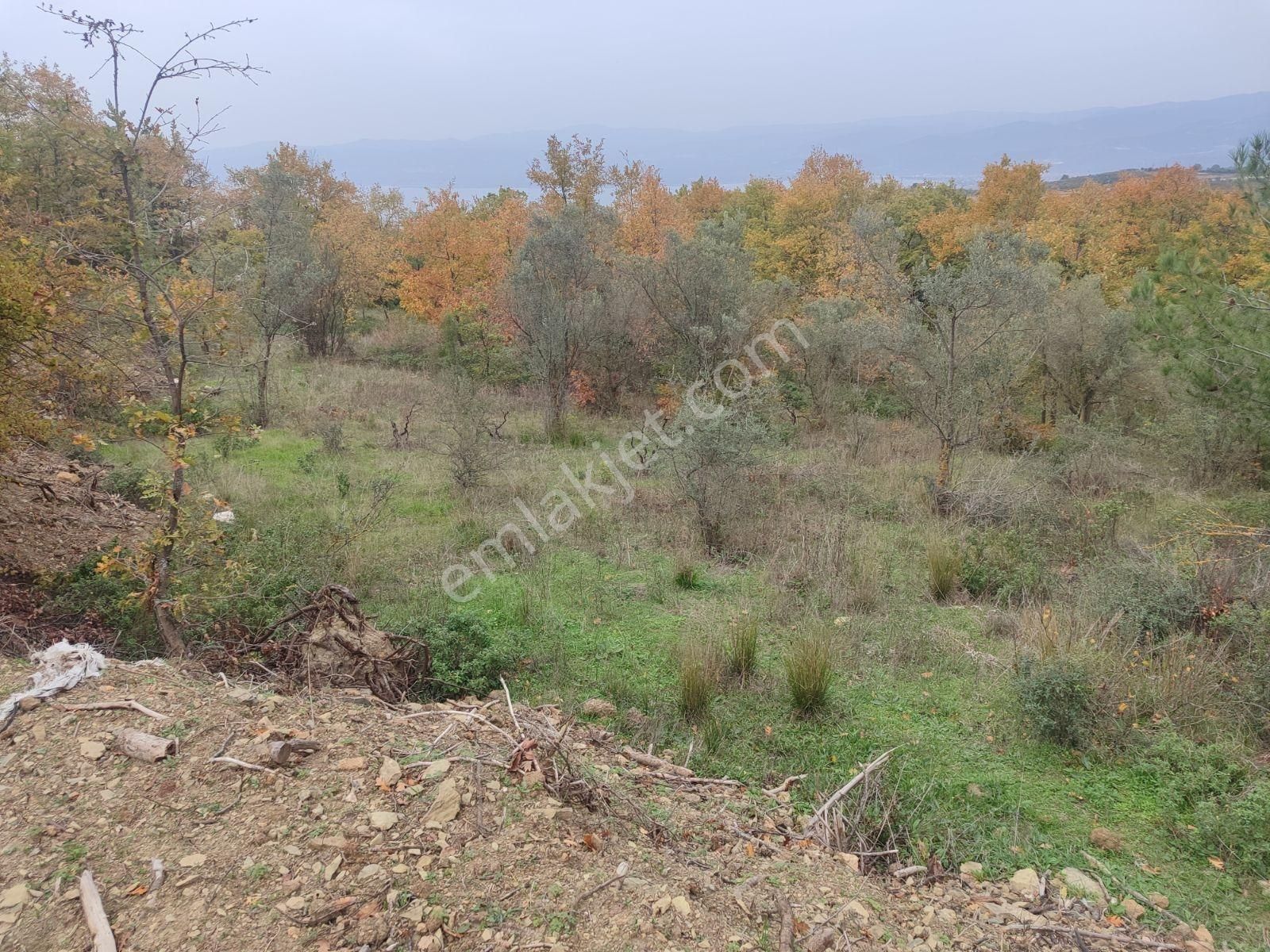 İznik Derbent Tek Kadastro Yoluna Cephe Satılık Tarla - Görsel 6