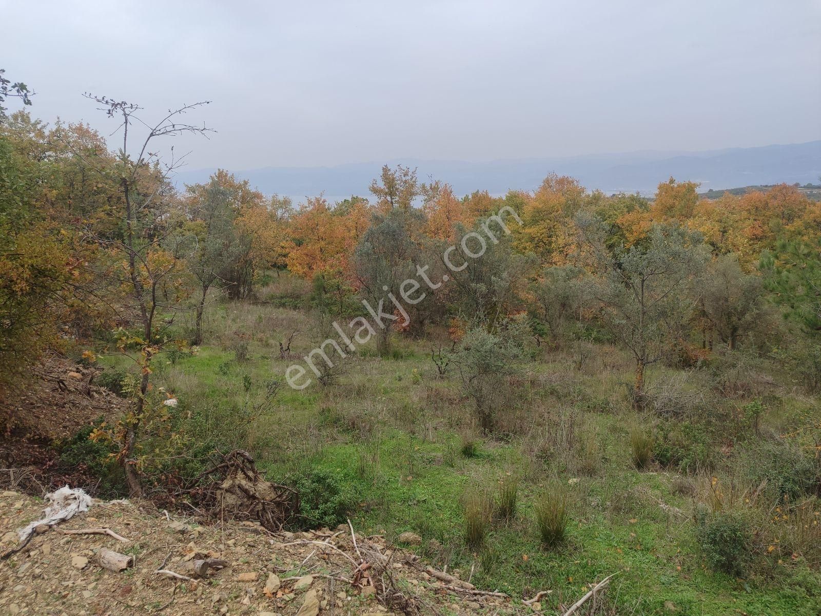 İznik Derbent Tek Kadastro Yoluna Cephe Satılık Tarla - Görsel 8