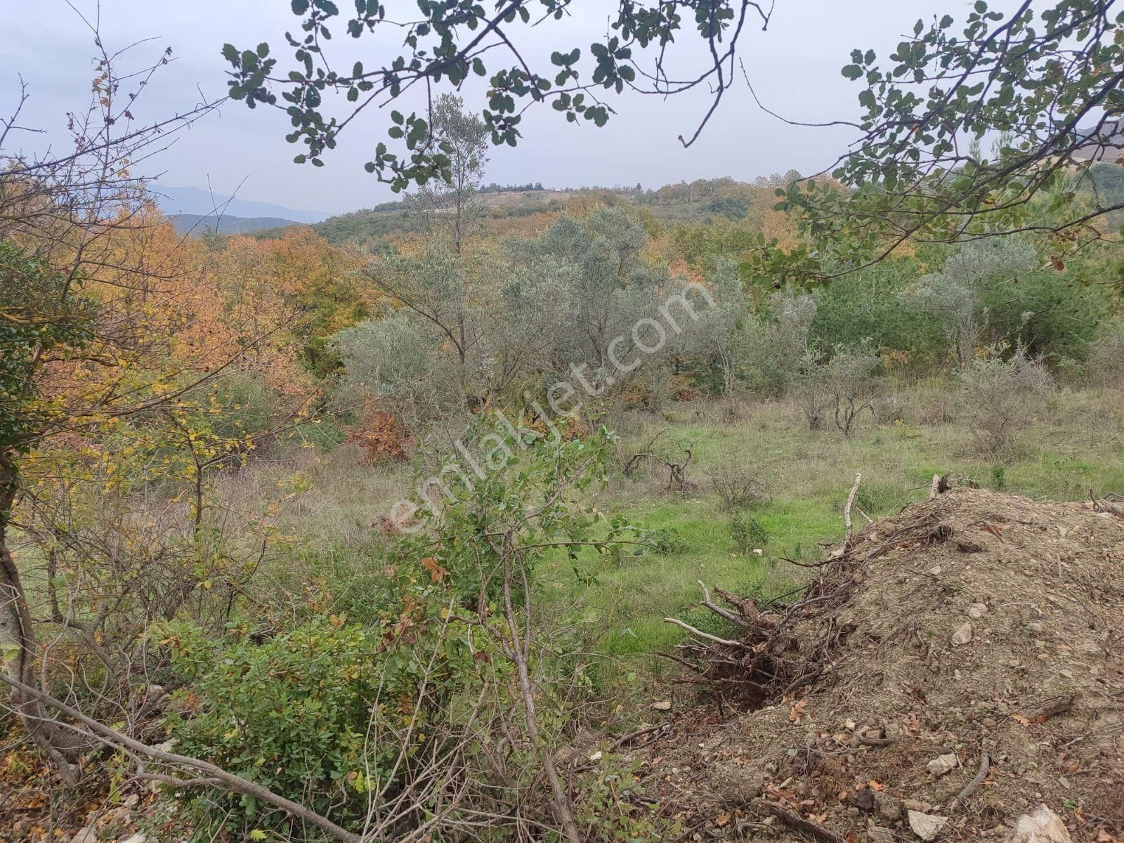 İznik Derbent Tek Kadastro Yoluna Cephe Satılık Tarla - Görsel 7