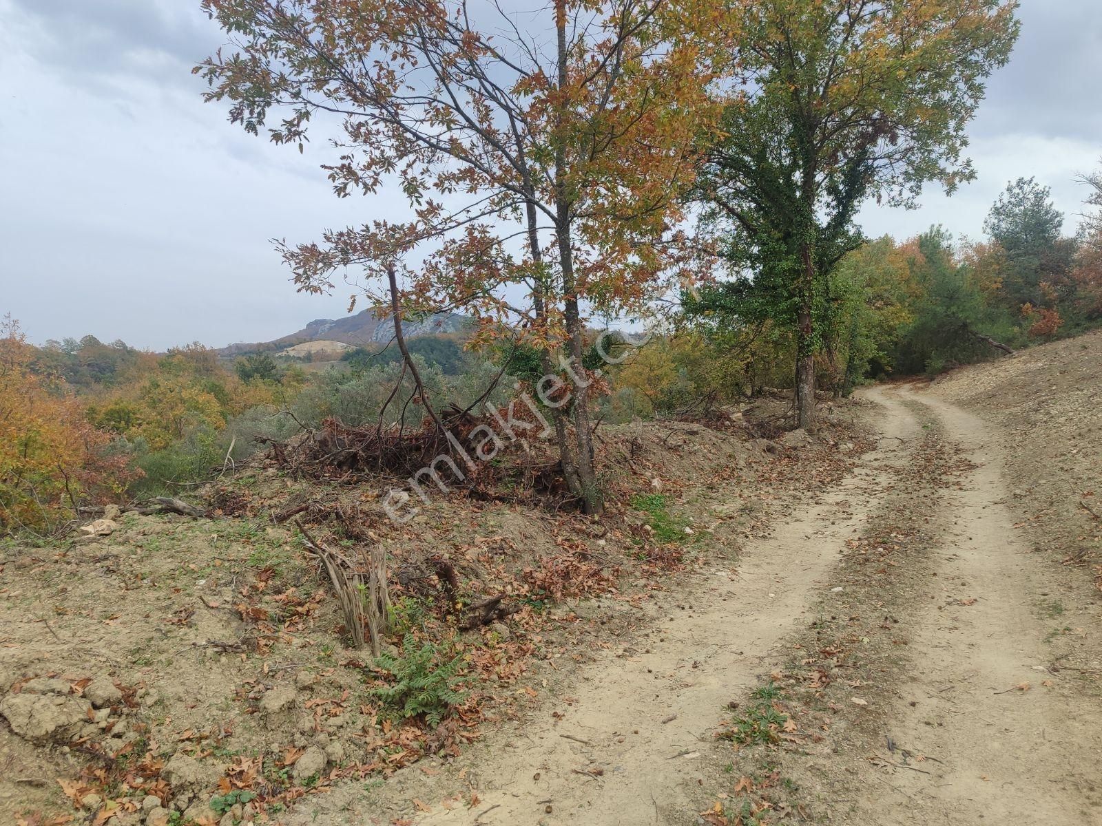 İznik Derbent Tek Kadastro Yoluna Cephe Satılık Tarla