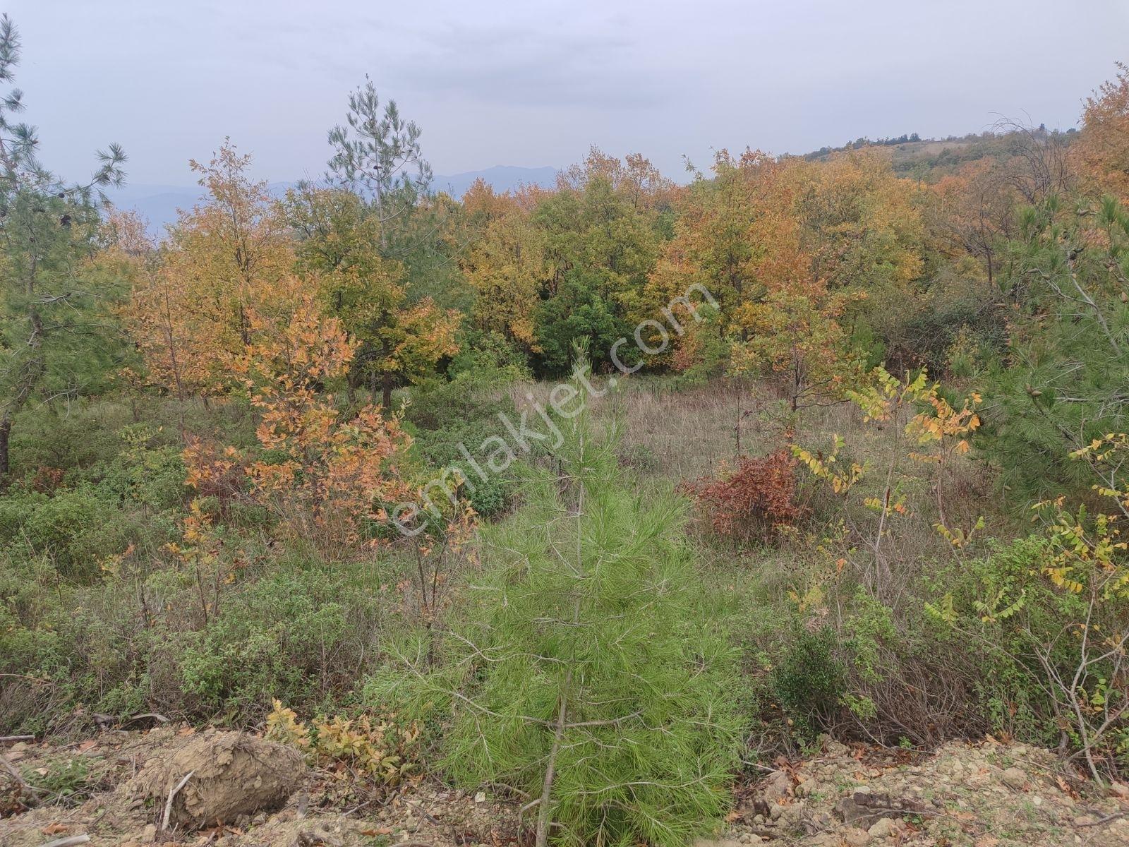 İznik Derbent Tek Kadastro Yoluna Cephe Satılık Tarla - Görsel 3