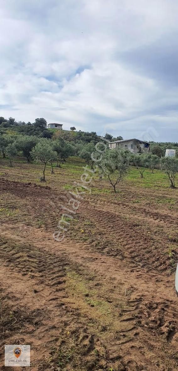 Anıl Emlak'tan Mudanya Trilye Halilbey'de 2006 M2 Müs. Zeytinlik - Görsel 5