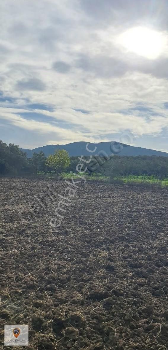 Anıl Emlak'tan Mudanya Trilye Halilbey'de 2006 M2 Müs. Zeytinlik - Görsel 9