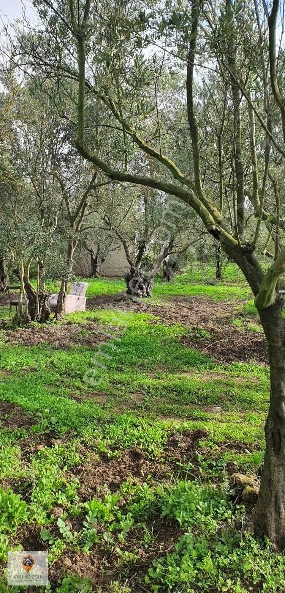 Anıl Emlak'tan Mudanya Trilye Halilbey'de 2006 M2 Müs. Zeytinlik - Görsel 7