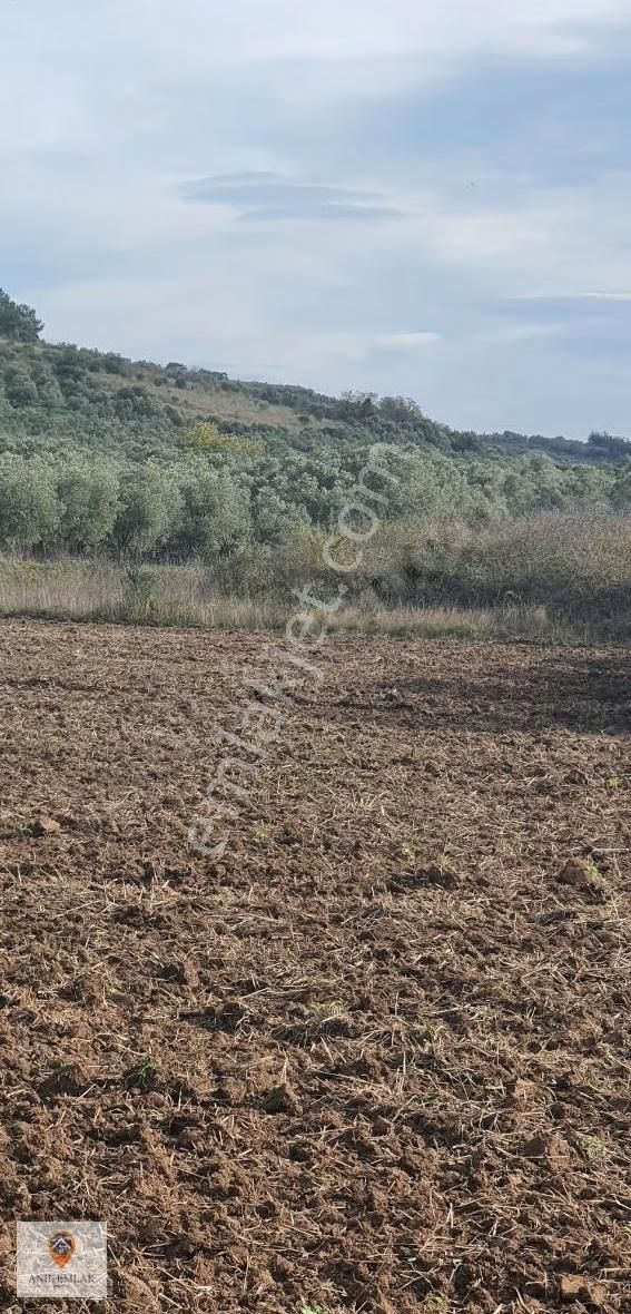 Anıl Emlak'tan Mudanya Trilye Halilbey'de 2006 M2 Müs. Zeytinlik - Görsel 20