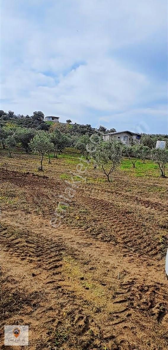 Anıl Emlak'tan Mudanya Trilye Halilbey'de 2977 M2 Müs. Zeytinlik - Görsel 4