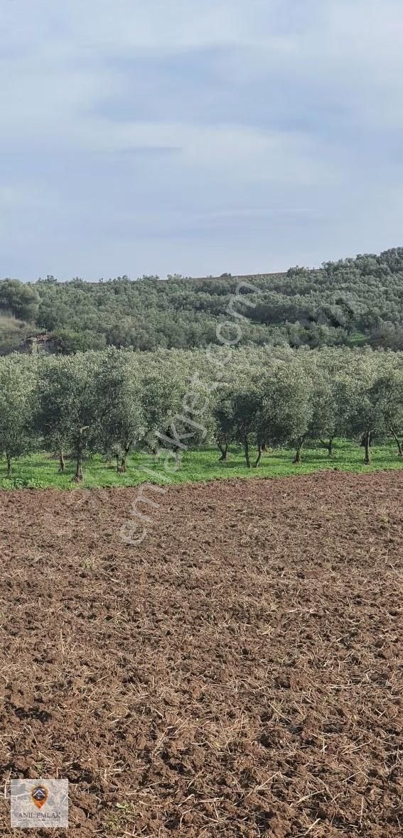 Anıl Emlak'tan Mudanya Trilye Halilbey'de 2977 M2 Müs. Zeytinlik - Görsel 14