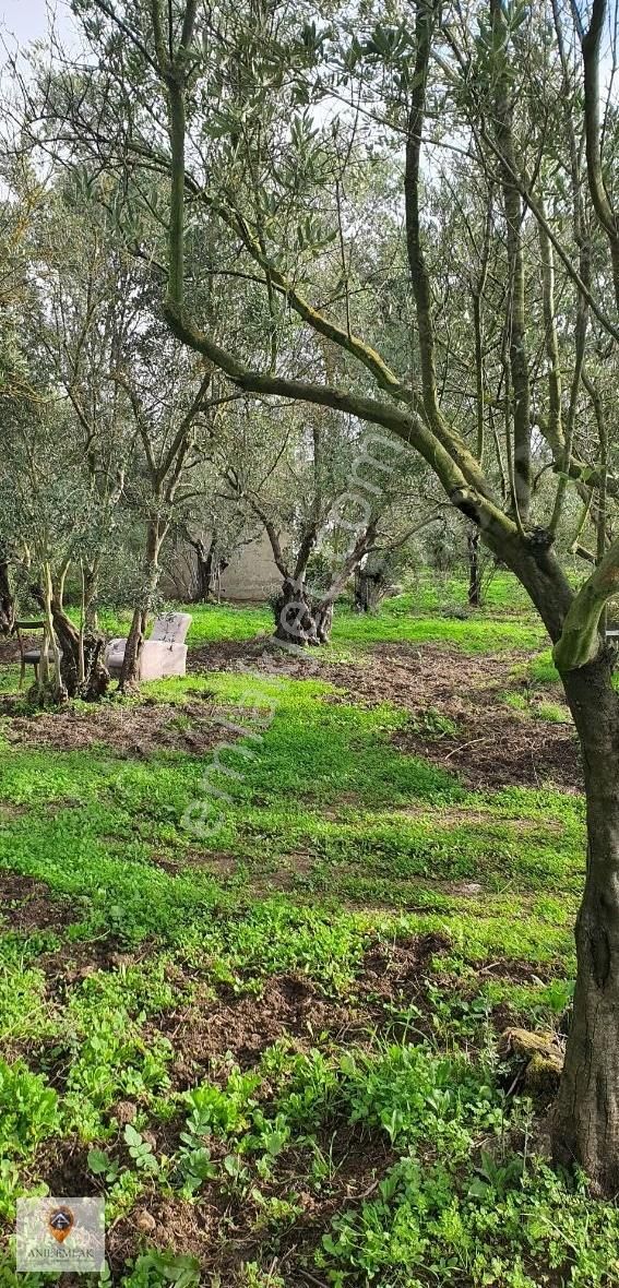 Anıl Emlak'tan Mudanya Trilye Halilbey'de 2977 M2 Müs. Zeytinlik - Görsel 7