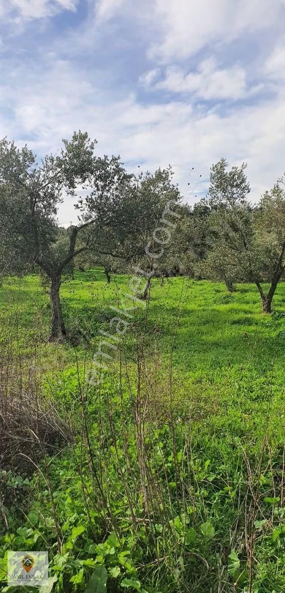 Anıl Emlak'tan Mudanya Trilye Halilbey'de 2977 M2 Müs. Zeytinlik - Görsel 19