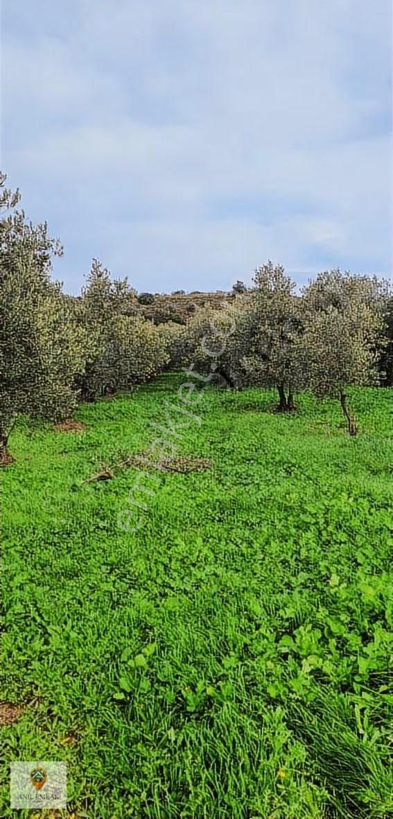 Anıl Emlak'tan Mudanya Trilye Halilbey'de 2977 M2 Müs. Zeytinlik - Görsel 22