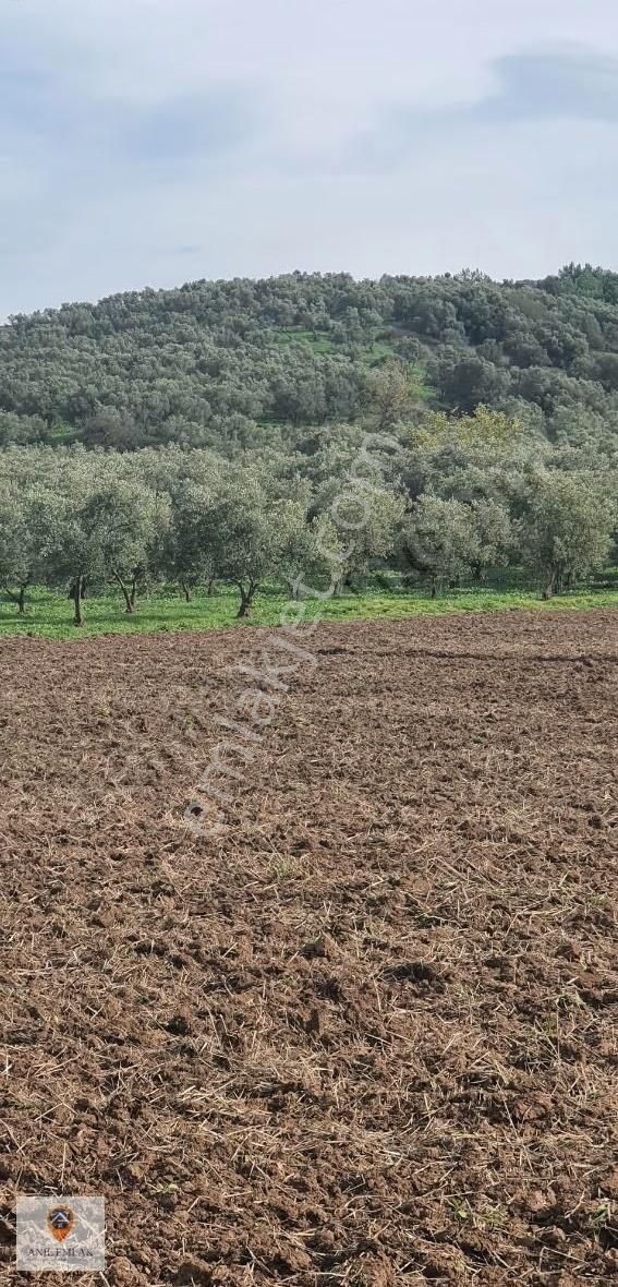 Anıl Emlak'tan Mudanya Trilye Halilbey'de 2977 M2 Müs. Zeytinlik - Görsel 6