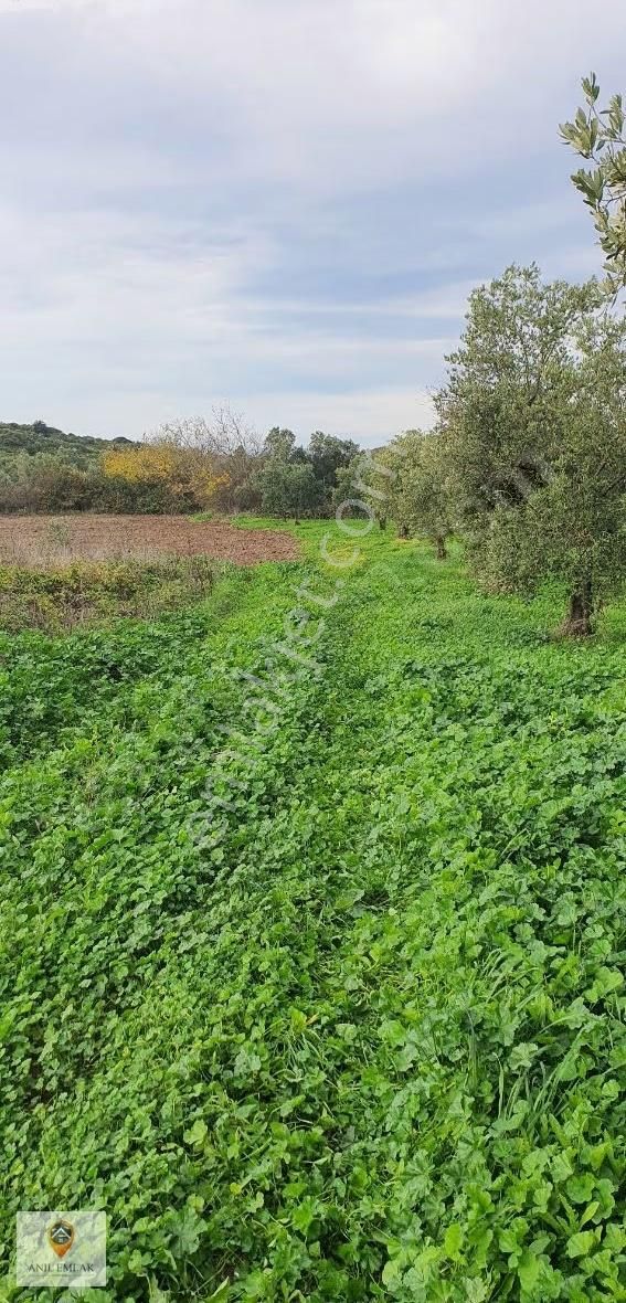 Anıl Emlak'tan Mudanya Trilye Halilbey'de 2977 M2 Müs. Zeytinlik - Görsel 15