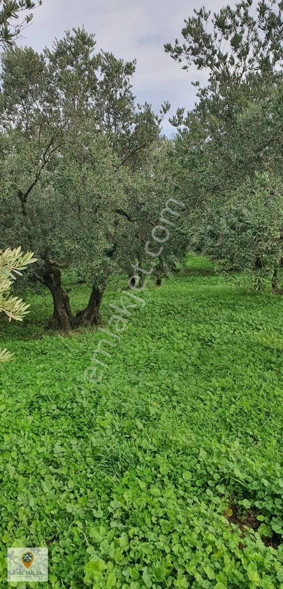 Anıl Emlak'tan Mudanya Trilye Halilbey'de 2977 M2 Müs. Zeytinlik - Görsel 3