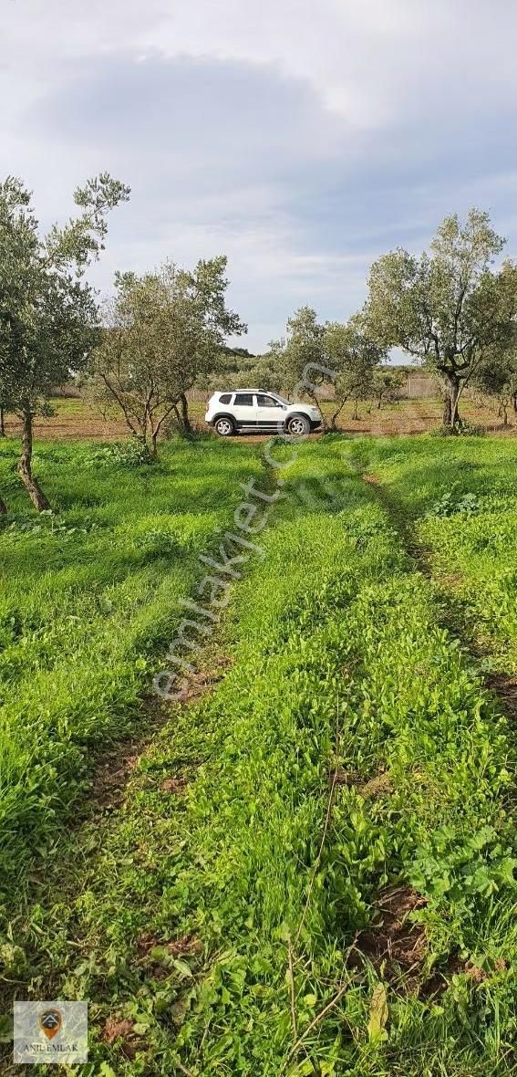 Anıl Emlak'tan Mudanya Trilye Halilbey'de 2977 M2 Müs. Zeytinlik - Görsel 11