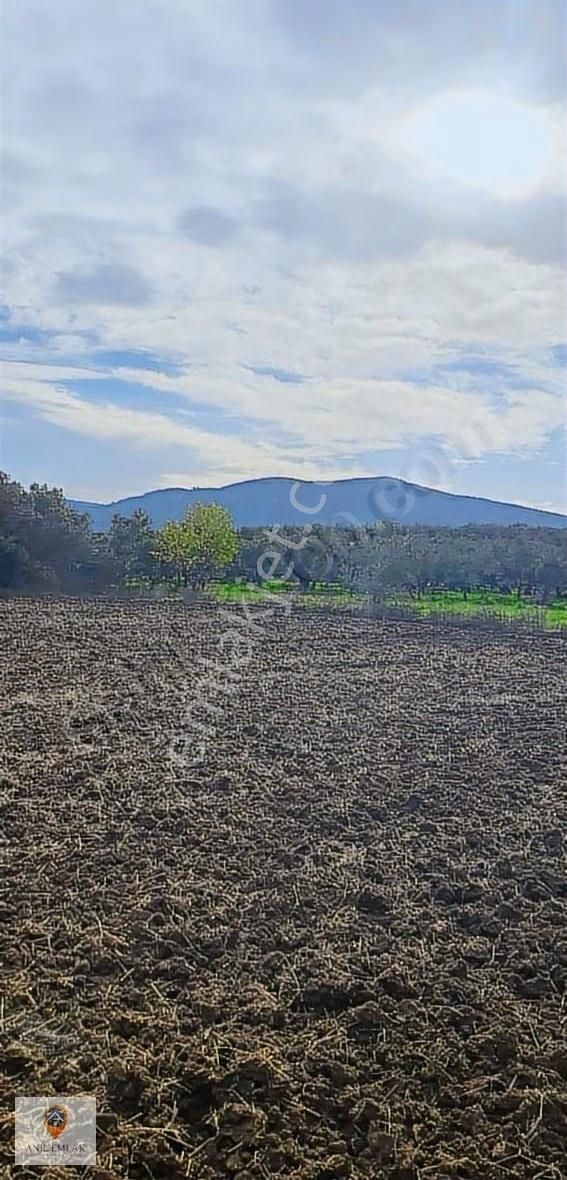 Anıl Emlak'tan Mudanya Trilye Halilbey'de 2977 M2 Müs. Zeytinlik - Görsel 2