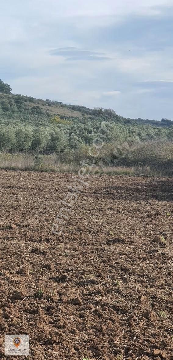 Anıl Emlak'tan Mudanya Trilye Halilbey'de 2977 M2 Müs. Zeytinlik - Görsel 23