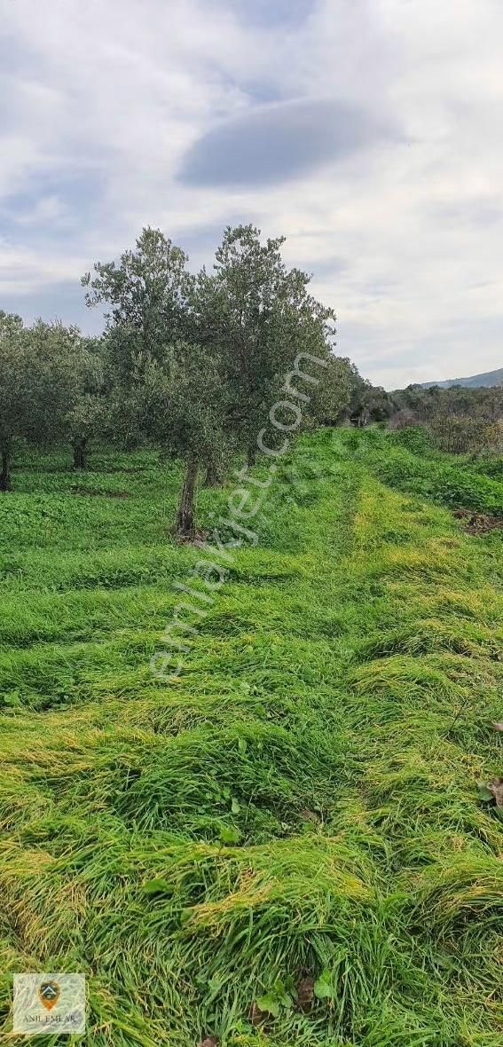 Anıl Emlak'tan Mudanya Trilye Halilbey'de 2977 M2 Müs. Zeytinlik - Görsel 12