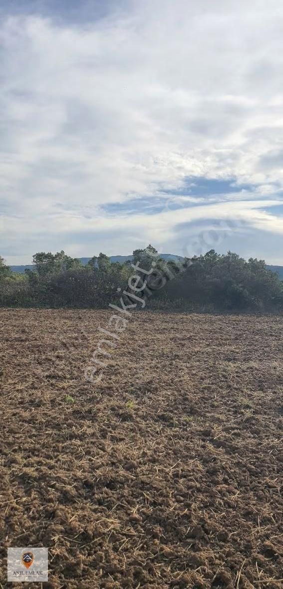 Anıl Emlak'tan Mudanya Trilye Halilbey'de 2977 M2 Müs. Zeytinlik - Görsel 10