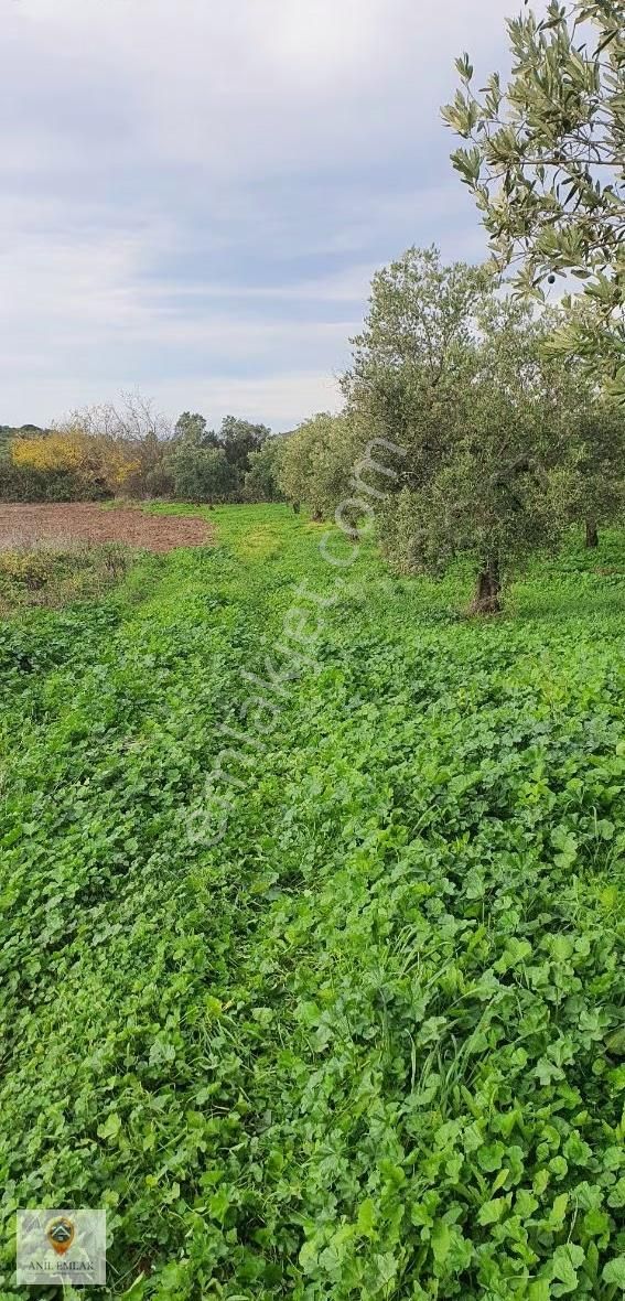 Anıl Emlak'tan Mudanya Trilye Halilbey'de 2249 M2 Müs. Zeytinlik - Görsel 6