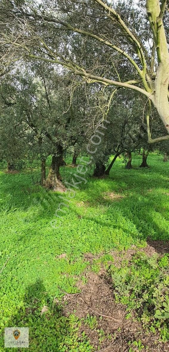 Anıl Emlak'tan Mudanya Trilye Halilbey'de 2249 M2 Müs. Zeytinlik - Görsel 7