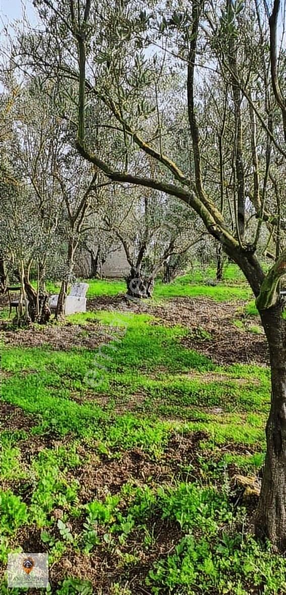 Anıl Emlak'tan Mudanya Trilye Halilbey'de 2249 M2 Müs. Zeytinlik - Görsel 10
