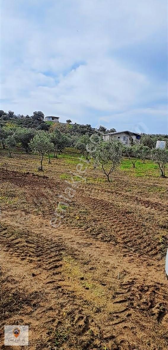 Anıl Emlak'tan Mudanya Trilye Halilbey'de 2249 M2 Müs. Zeytinlik - Görsel 3