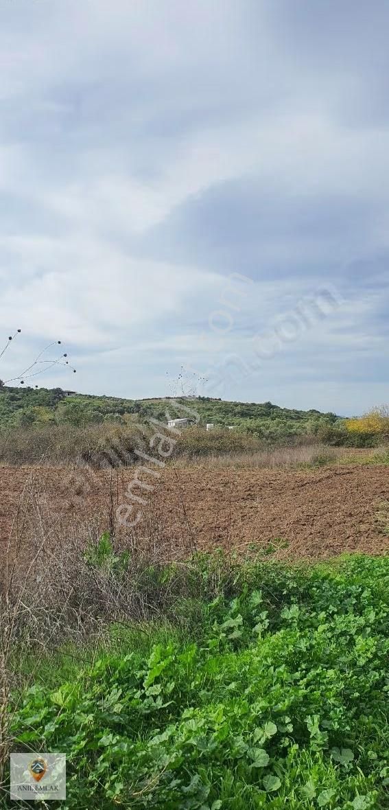 Anıl Emlak'tan Mudanya Trilye Halilbey'de 2249 M2 Müs. Zeytinlik - Görsel 15